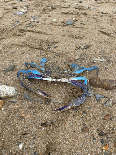 タイワンガザミの釣果