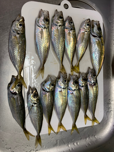 アジの釣果