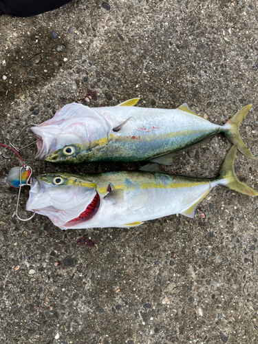 ツバスの釣果