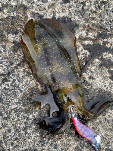 アオリイカの釣果