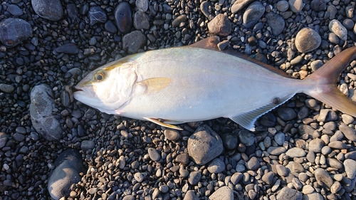 ショゴの釣果