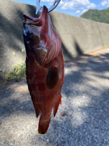 アカハタの釣果