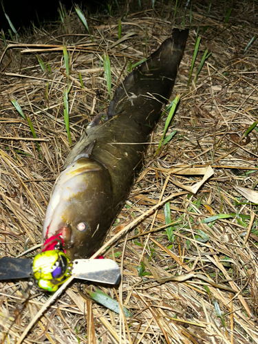 ナマズの釣果