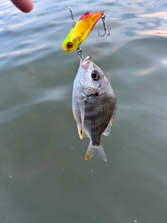 キビレの釣果