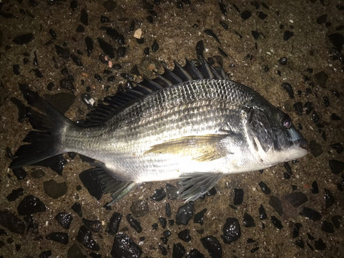 メイタの釣果