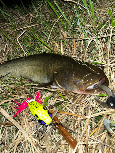 ナマズの釣果