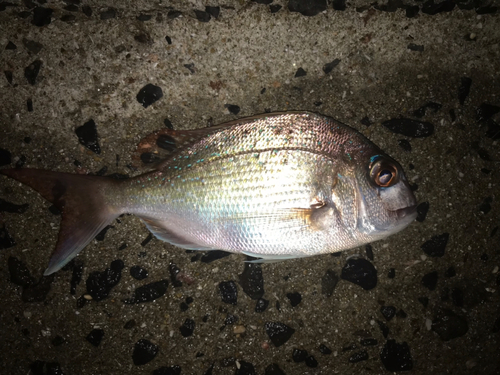 チャリコの釣果