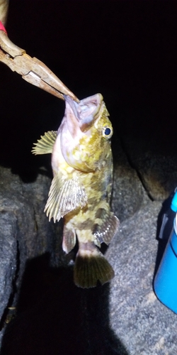 タケノコメバルの釣果