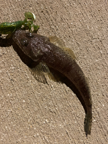 マゴチの釣果