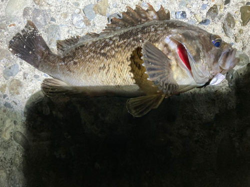 クロソイの釣果