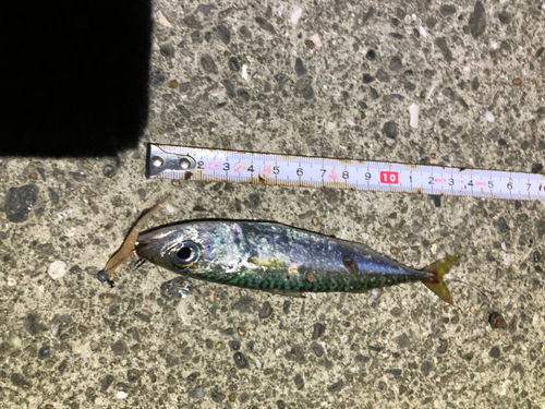 サバの釣果