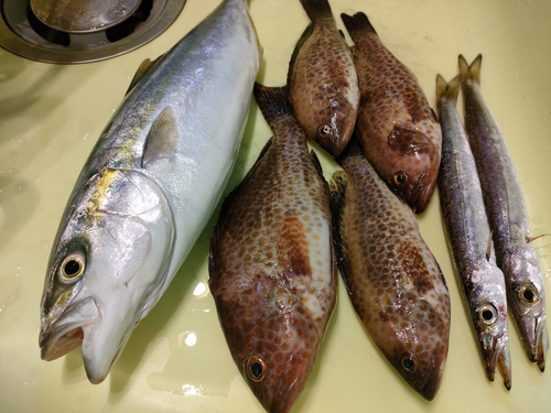 カマスの釣果