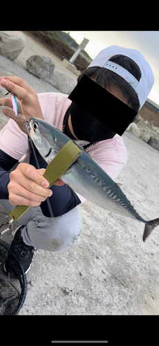 ソウダガツオの釣果