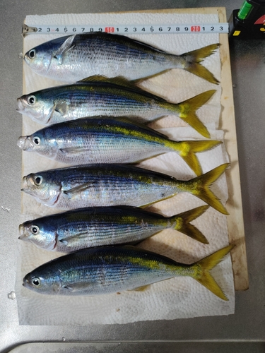 タカベの釣果