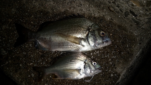 チヌの釣果