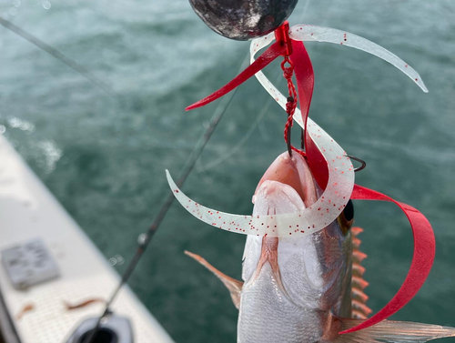 タチウオの釣果