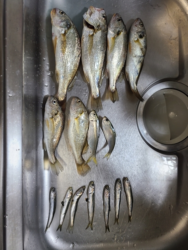 イシモチの釣果