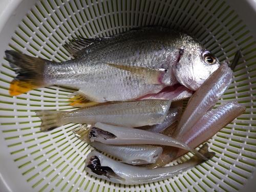 キスの釣果