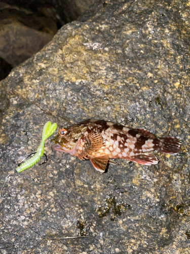 カサゴの釣果