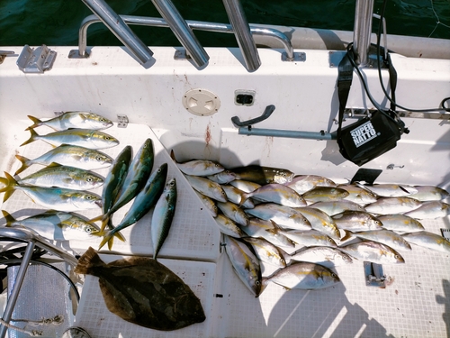 ヒラメの釣果