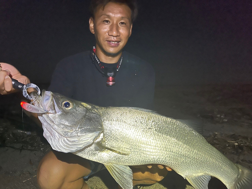 ヒラスズキの釣果