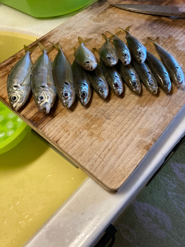 アジの釣果