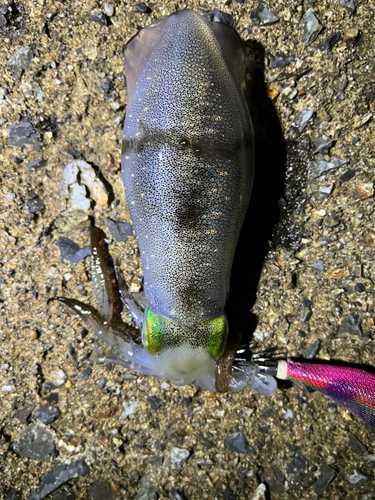 アオリイカの釣果