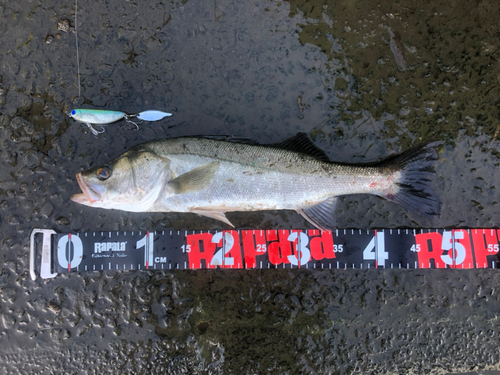 シーバスの釣果