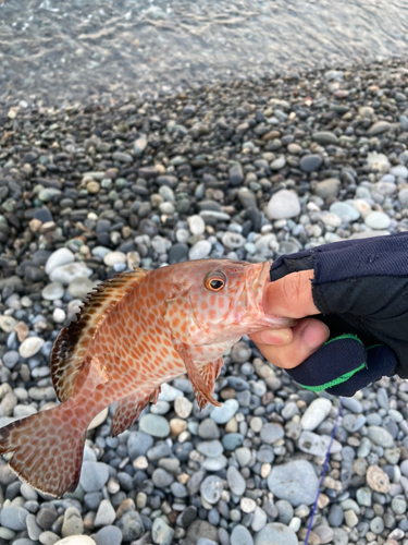 オオモンハタの釣果