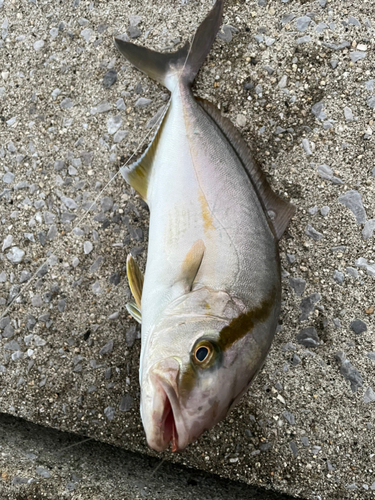 シオの釣果