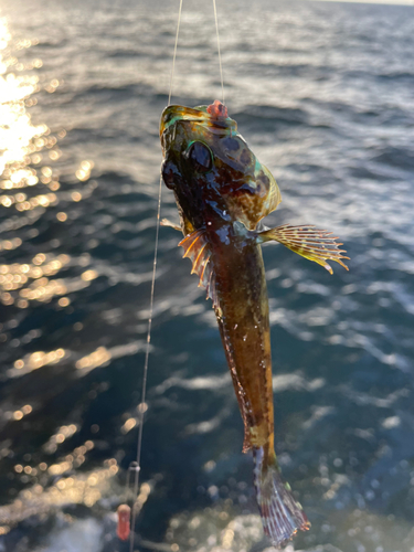 アナハゼの釣果