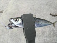 サバの釣果