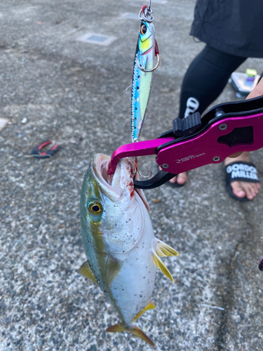 ツバスの釣果