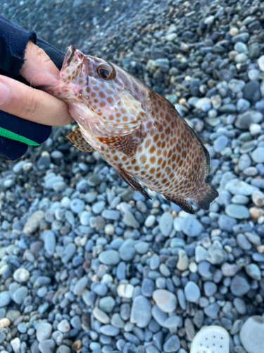 オオモンハタの釣果