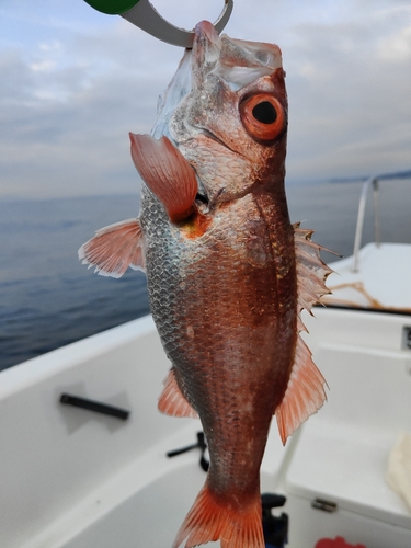 アカムツの釣果