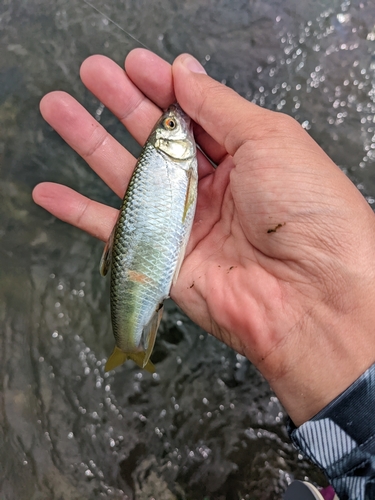 オイカワの釣果