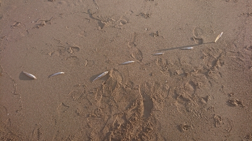 キスの釣果