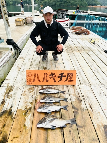 クロダイの釣果