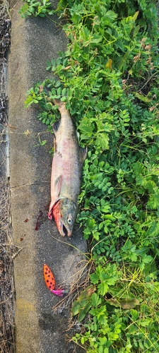 シロザケの釣果