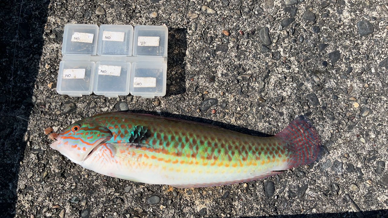 ミツボシキュウセン