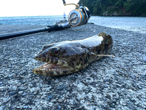 エソの釣果