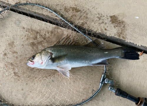 タイリクスズキの釣果