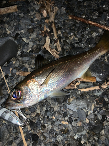 ムツの釣果