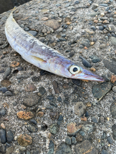 カマスの釣果