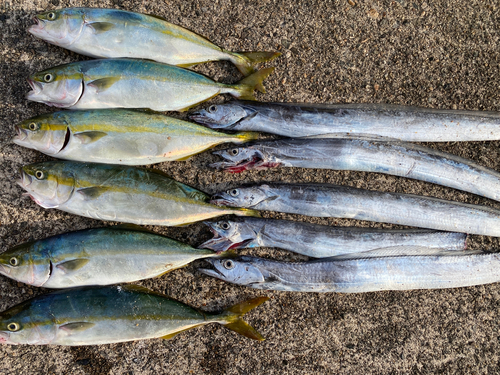 タチウオの釣果