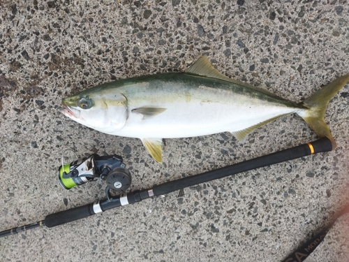 メジロの釣果