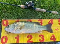 ラージマウスバスの釣果