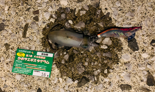 アオリイカの釣果