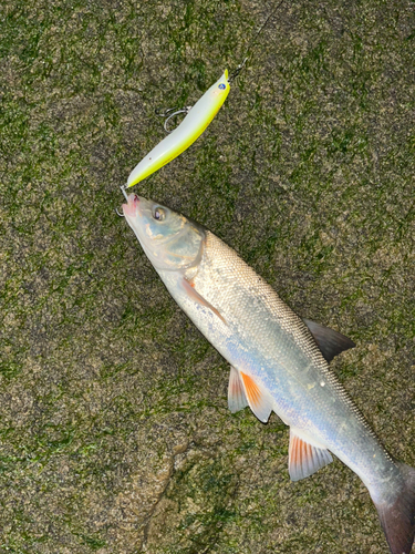 ウグイの釣果