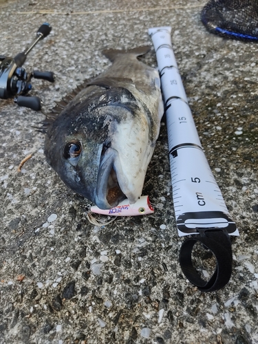 チヌの釣果